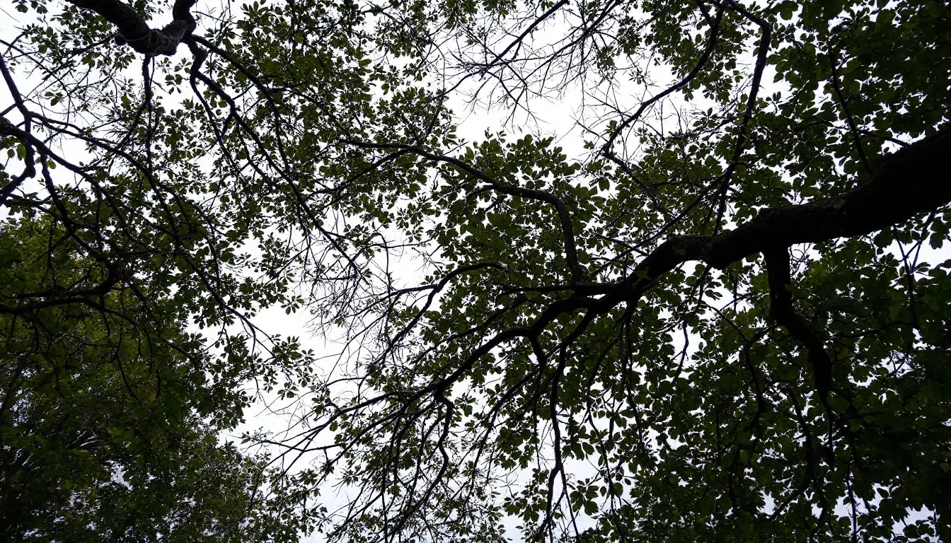 Storm Damaged Tree Removal in Amarillo
